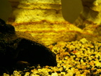 Aquarium